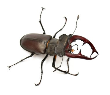 Beyaz arka plan üzerinde izole böcek geyik. Böcek. Makro