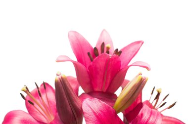 Güzel beyaz backgrou izole pembe lily çiçek buketi
