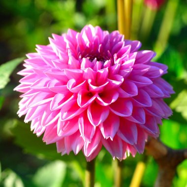 Pembe dahlias ve tomurcuklar Çiçek bahçesinde çiçek
