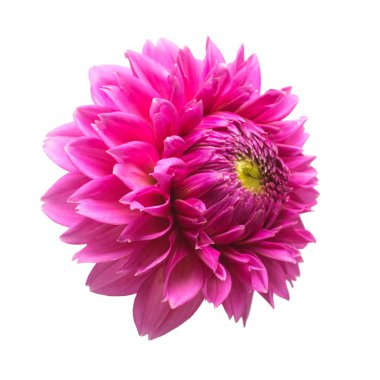 Beyaz arka plan üzerinde izole çiçek dahlia. Düz yatıyordu, en iyi görünümü