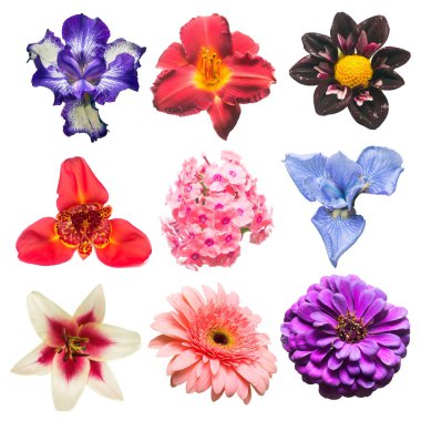 Çeşitli phlox, gerbera, iris, papatya çiçek koleksiyonu, 