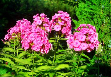 Backgro üzerinde Çiçek bahçesinde çiçek pembe phlox