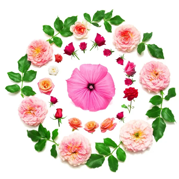 Çelenk yaprak ve çiçek pembe güller ve lavatera isolat ile — Stok fotoğraf