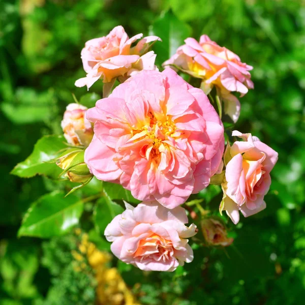 Hermoso ramo de flores rosas en el jardín en un patio trasero de césped — Foto de Stock