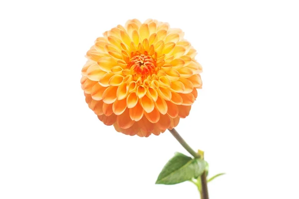 Квітка красивої помаранчевої далії макро природи ізольована на білому — стокове фото