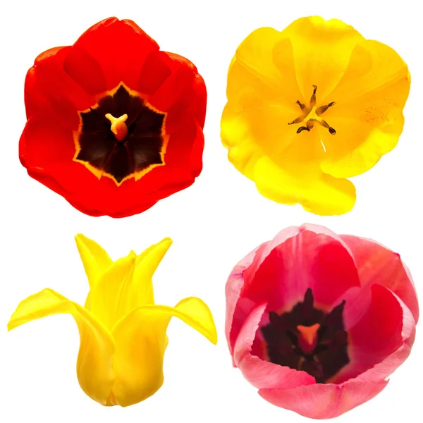 Collection de différentes formes et types de fleurs de tulipes isolat — Photo