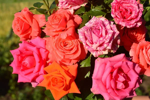 Belo buquê de flores rosas no jardim em um gramado backg — Fotografia de Stock