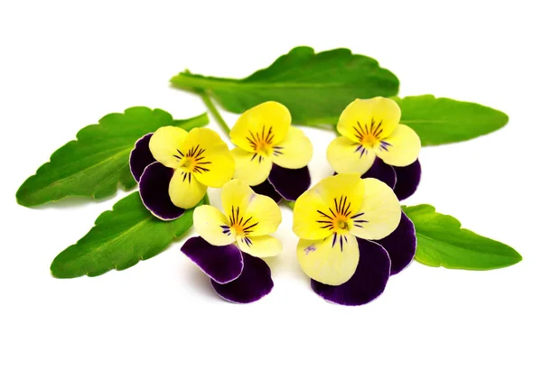 Yellow flowers pansy with leaf isolated on white background. Fla — Stock Photo, Image