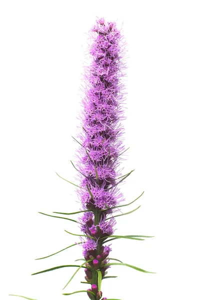 Liatris kvetou izolované na bílém pozadí. Bloom. Naplocho položit, tak, aby — Stock fotografie