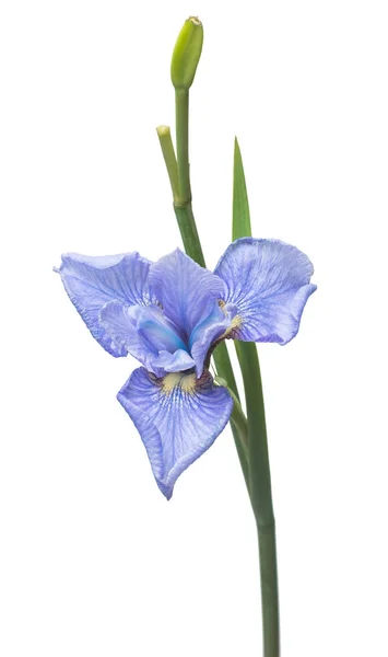 Hermosa flor de iris azul con brote, ramas y hojas aisladas —  Fotos de Stock