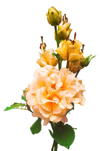 Квіткова троянда і лілія Абрикос Фадж в букеті ізольовані на білому — стокове фото
