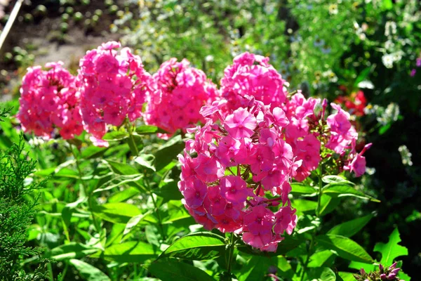 Backgro üzerinde Çiçek bahçesinde çiçek pembe phlox