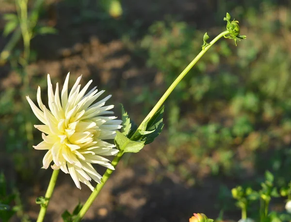 Beyaz dahlias ve tomurcukları flowerbed üzerinde bahçedeki çiçekleri — Stok fotoğraf