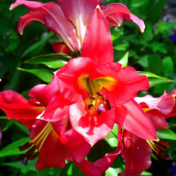 Szép liliom virág egy kert, a gyep háttér. Flowerb — Stock Fotó