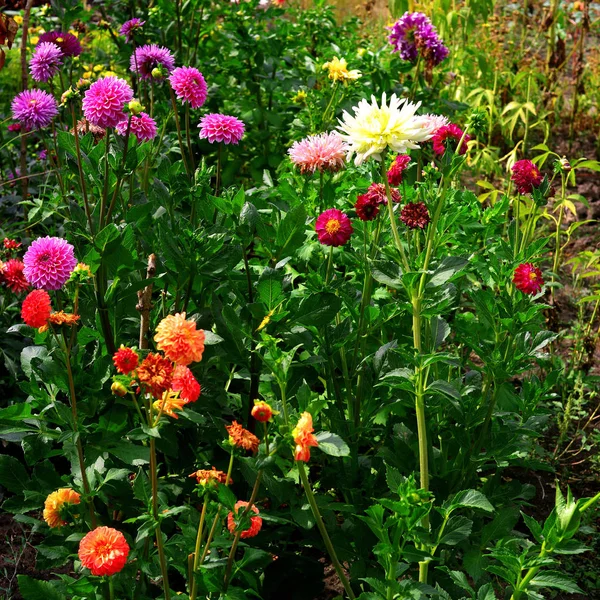 庭 colorf の花壇に美しい花ダリア — ストック写真