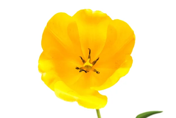 Hermosa flor de tulipán amarillo aislado sobre fondo blanco. Plano — Foto de Stock