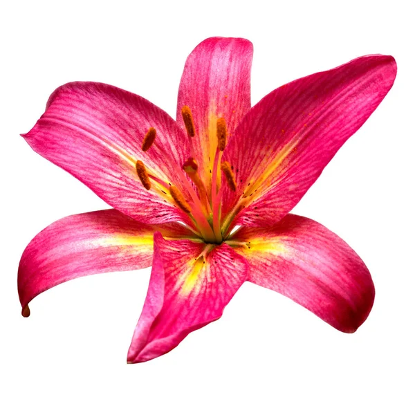 Blume rote Lilie isoliert auf weißem Hintergrund. Flache Lage, Draufsicht — Stockfoto