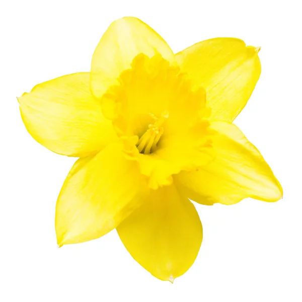 Sárga nárcisz virág elszigetelt fehér background. Lapos feküdt, t — Stock Fotó