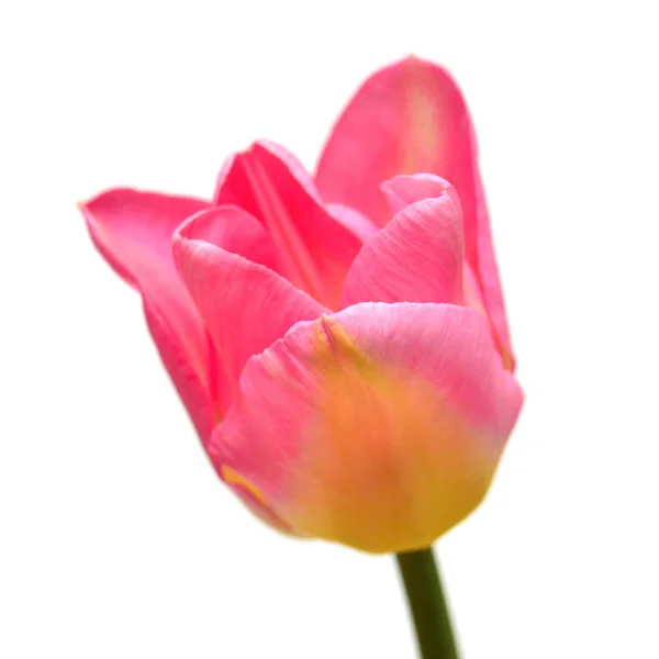 Bellissimo fiore di tulipano rosa isolato su sfondo bianco. Piatto l — Foto Stock