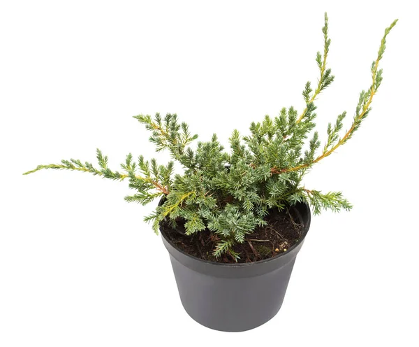 Juniperus horizontalis Blue Chip in a pot isolated on white back — Stock Photo, Image
