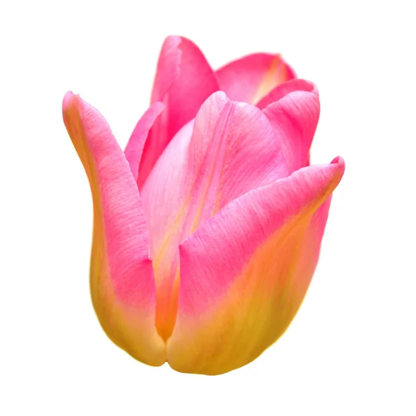 Hermosa flor de tulipán rosa aislada sobre fondo blanco. Piso l — Foto de Stock