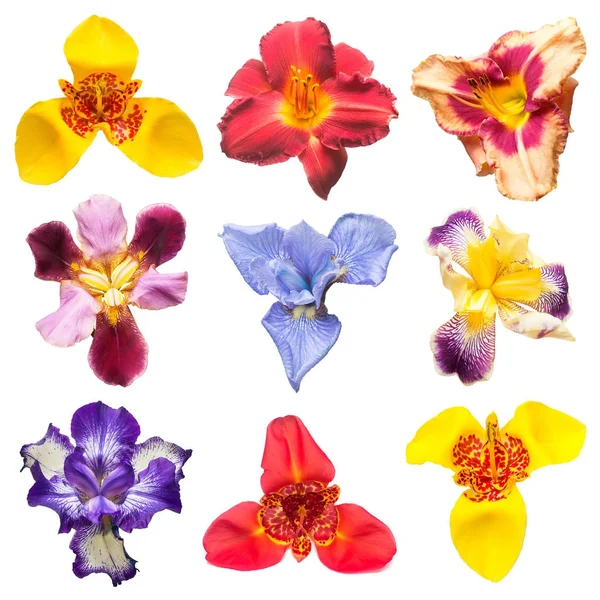 Colección de flores iris, tigridia y lirio de día aislado en blanco — Foto de Stock