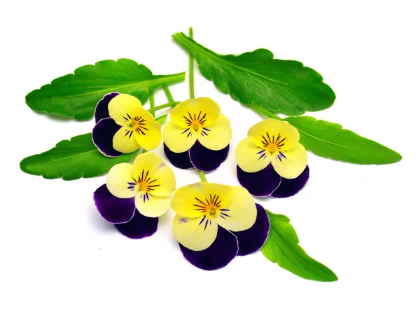 Gele bloemen pansy met blad geïsoleerd op een witte achtergrond. FLA — Stockfoto