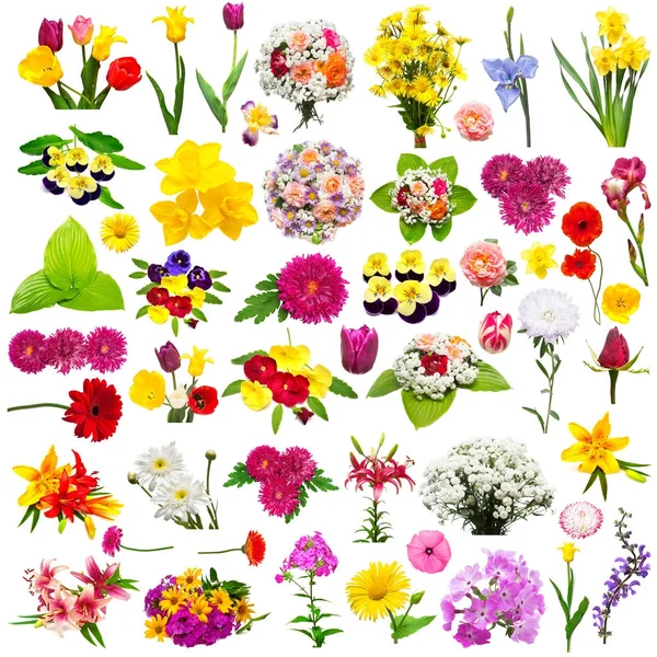 Set met rozen, chamomiles, chrysant, iris, gerbera bloem, — Stockfoto