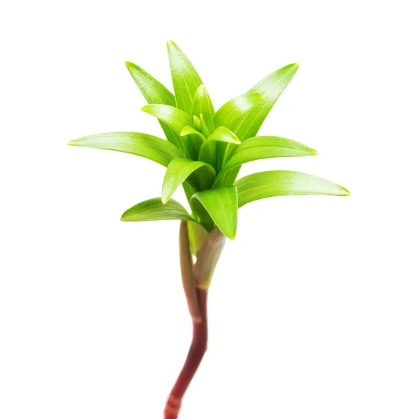 Sadzonka Lila kwiecie z korzeni na białym tle — Zdjęcie stockowe