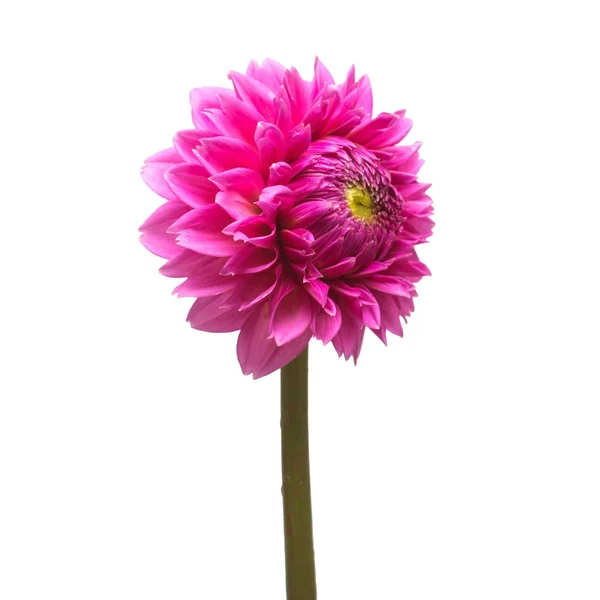 Flower dahlia isolated on white background. Flat lay, top view — Stock Photo, Image