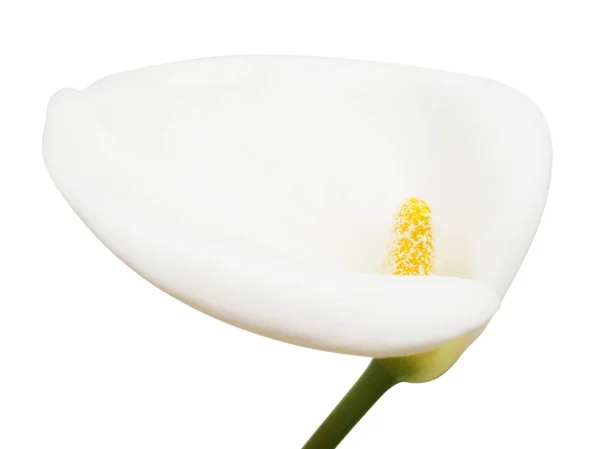 Fiore bianco calla isolato su sfondo bianco — Foto Stock