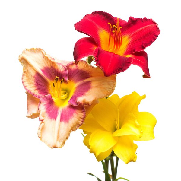 Bouquet flower day-lily isolated on white background. Beautiful 