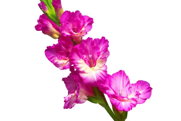 Branch of a gladiolus pink flower isolated on white background — Stock Photo, Image