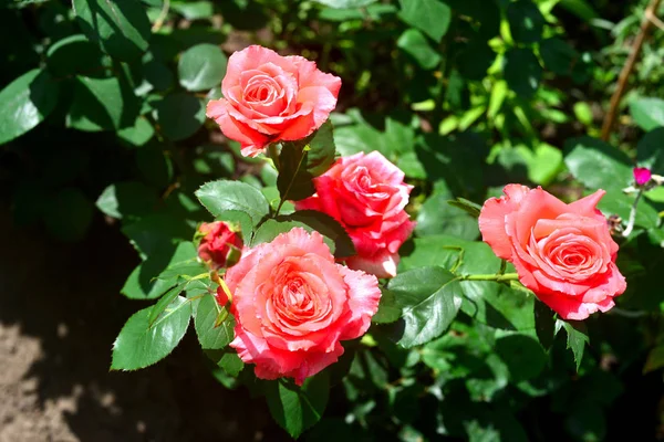 Hermoso ramo de rosas flores rosadas en el jardín en un césped —  Fotos de Stock