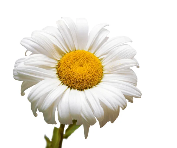 Один белый цветок ромашки — стоковое фото