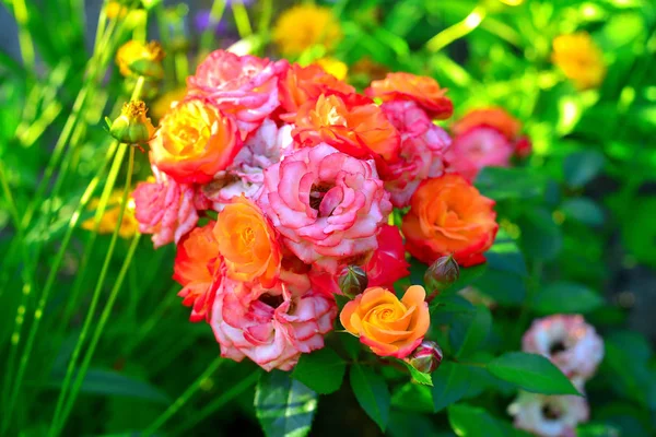 Beau bouquet de fleurs roses dans le jardin sur un fond de pelouse — Photo