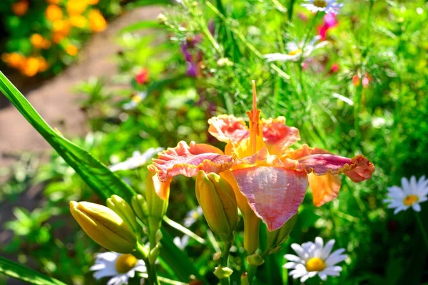 Красивые цветы дневного лилии в саду против спинки — стоковое фото