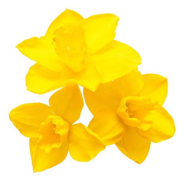 Csokor sárga nárcisz virág elszigetelt fehér background — Stock Fotó