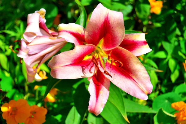 Prachtige lelie bloemen in een tuin op de achtergrond van een gazon. Flowerb — Stockfoto