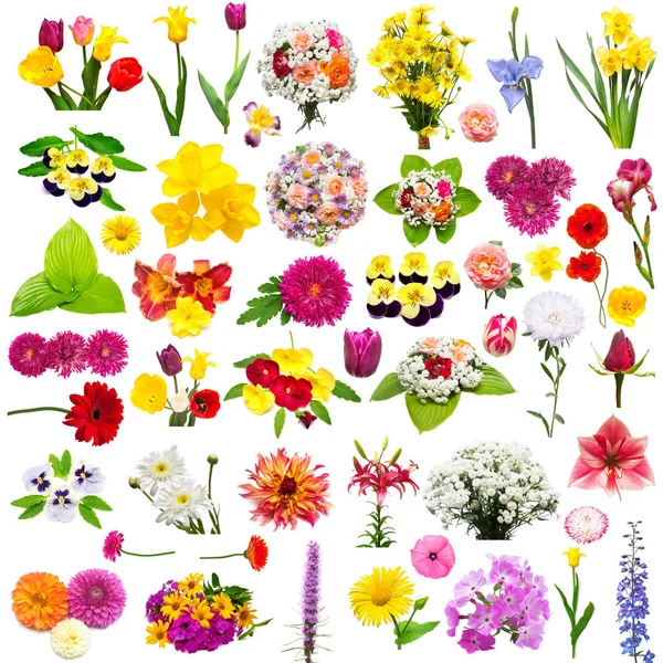 Collectie van creatieve bloem set met rozen, chamomiles, chrysa — Stockfoto