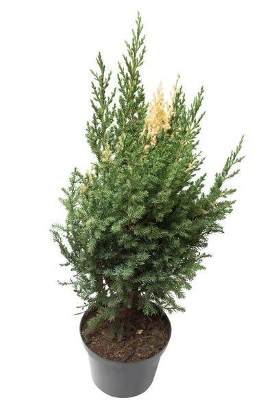 Juniperus chinensis Stricta Variegata in a pot isolated on white — Stock Photo, Image