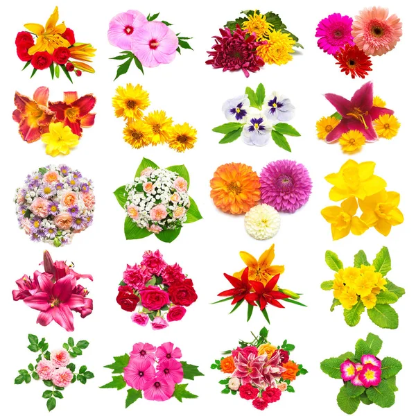 Blumen Sammlung von Rosen, Dahlien, Lilien, Kamillen, Hibiskus — Stockfoto