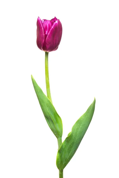 Bellissimo fiore di tulipano viola isolato su sfondo bianco. Piatto — Foto Stock