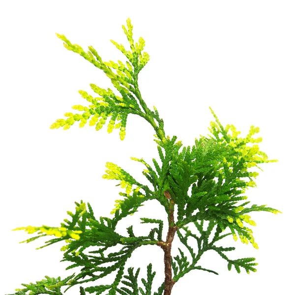 Thuja occidentalis Mirjam isolé sur fond blanc. Conifères — Photo