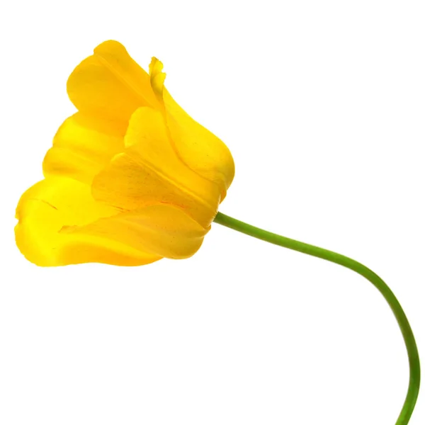 Bunga tulip kuning yang indah terisolasi pada latar belakang putih. Datar — Stok Foto