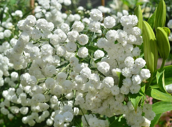 Mooie witte duizendblad bloemen in de tuin close-up — Stockfoto