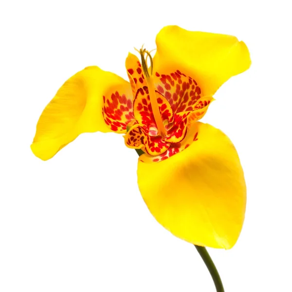 Hermosa flor escarlata amarilla Tigridia aislada en respaldo blanco —  Fotos de Stock