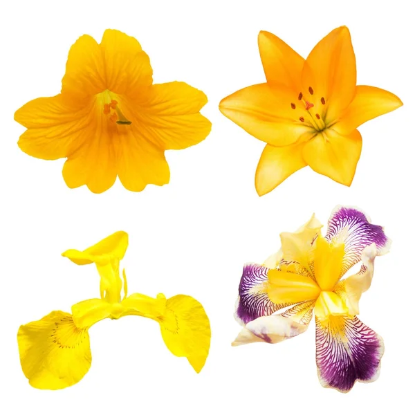 Colección de flores de colores lirios, campana e iris aislados en — Foto de Stock
