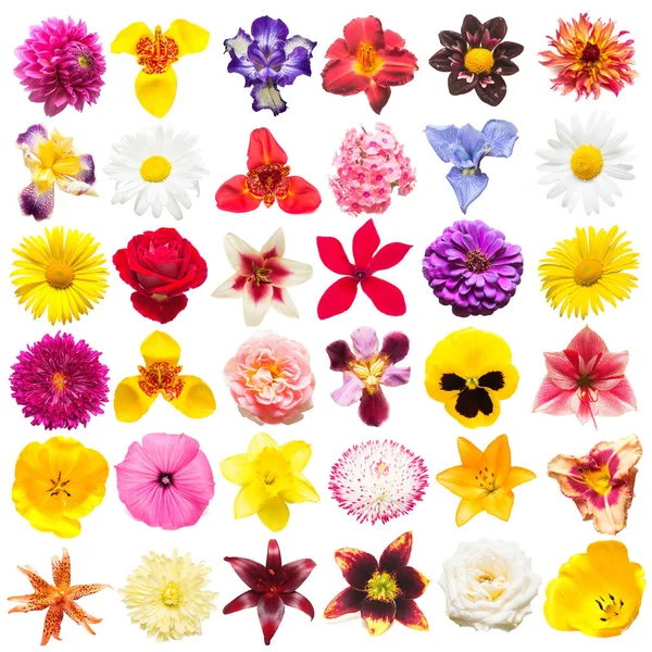 Bloemen collectie van geassorteerde rozen, margrieten, irissen, viooltjes, — Stockfoto