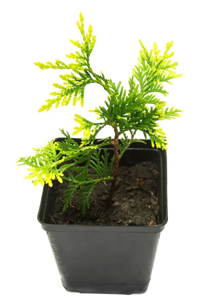 Thuja occidentalis Mirjam isolerade på vit bakgrund. Conifero — Stockfoto